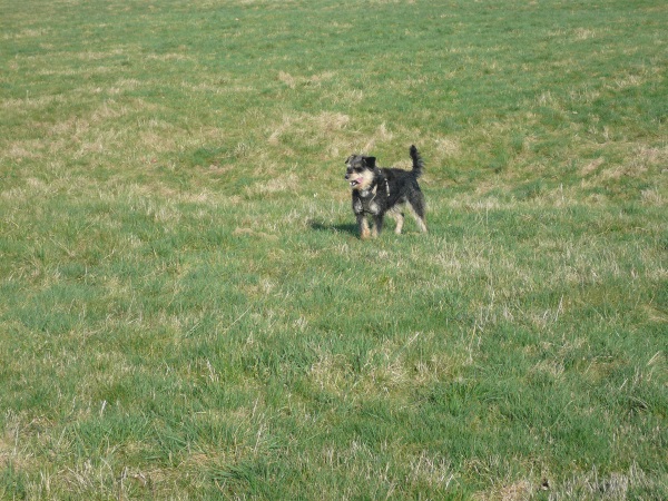 Alfie 7.jpg