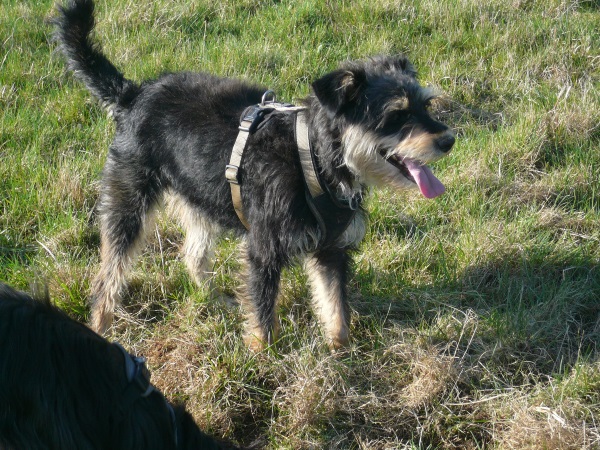 Alfie 8.jpg
