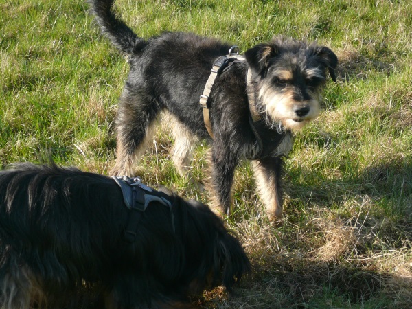 Alfie 9.jpg