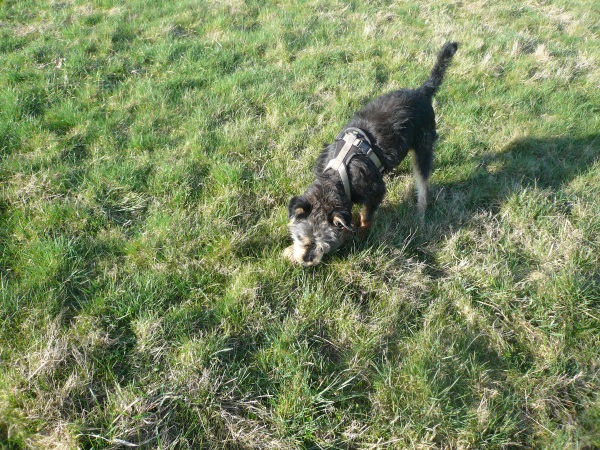 Alfie 10.jpg