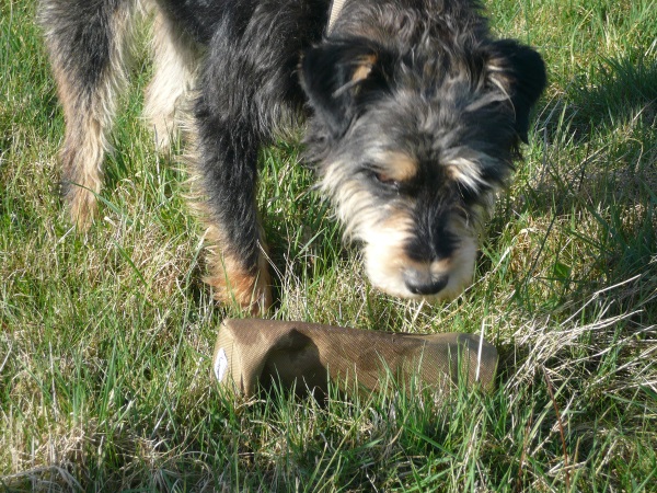 Alfie 11.jpg