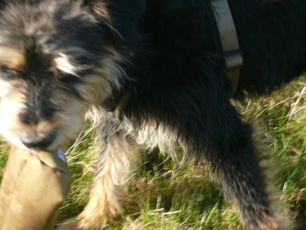 Alfie 12.jpg