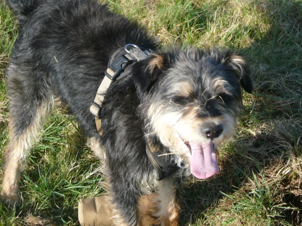 Alfie 13.jpg