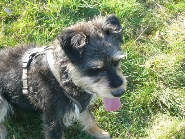 Alfie 14.jpg