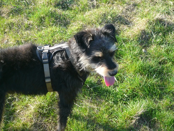 Alfie 15.jpg