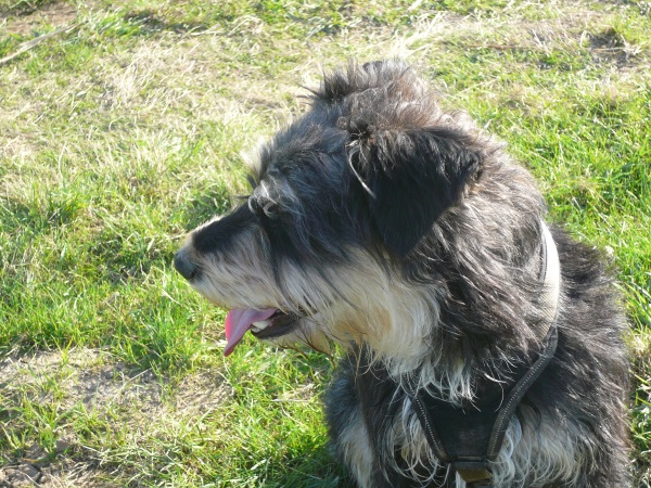 Alfie 16.jpg