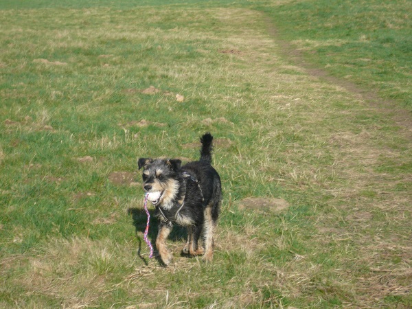 Alfie 17.jpg