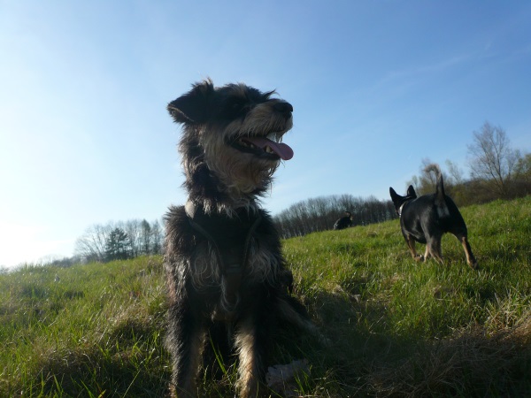Alfie 18.jpg