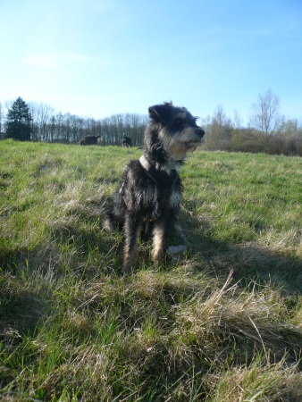 Alfie 19.jpg