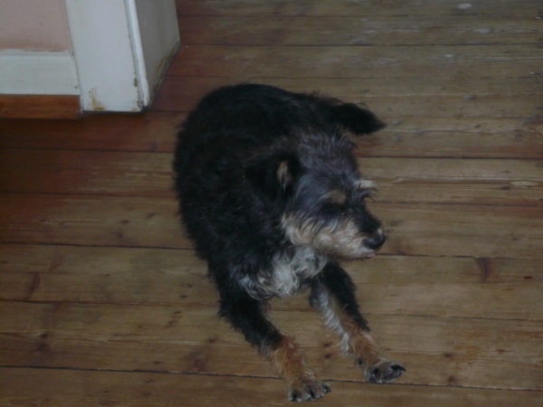 Alfie 26.jpg