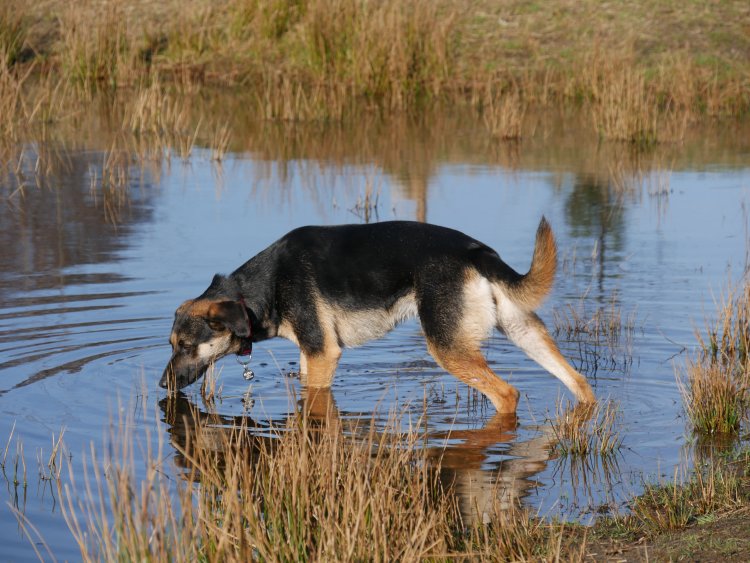 Trinken im Teich.jpg