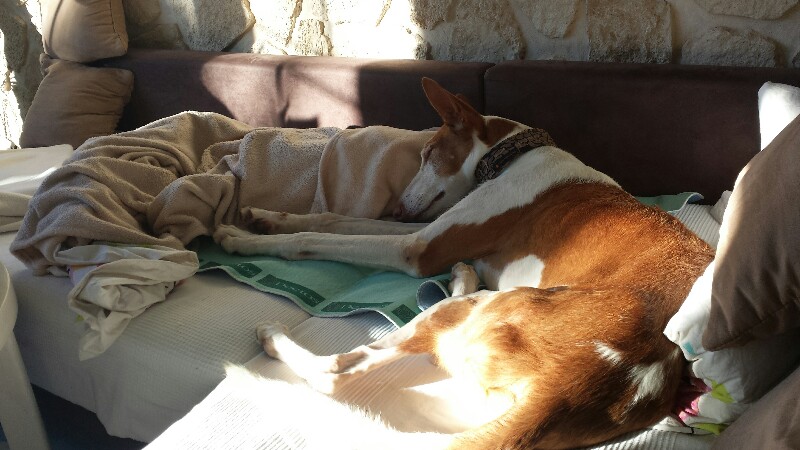 IMG-20161231-WA0021-800x450.jpeg