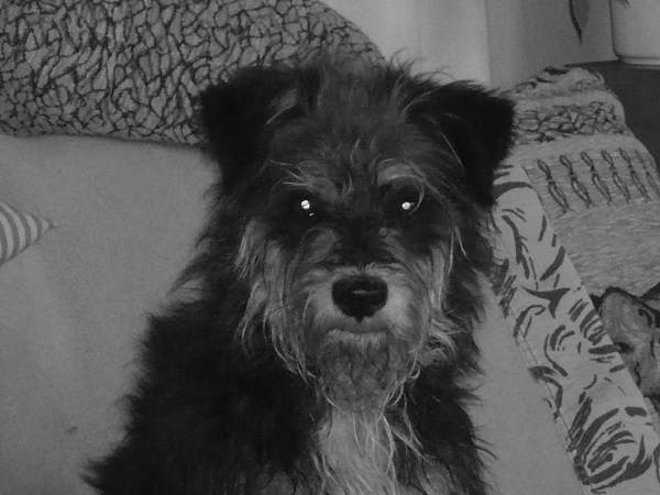27Alfie-1.jpg