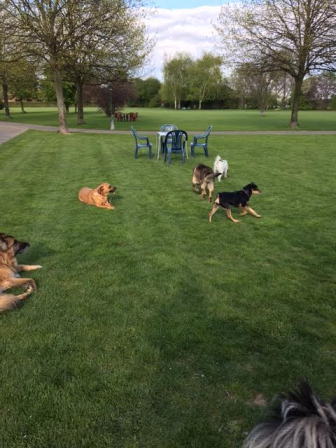 August auf der Hundewiese.png