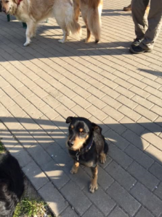 August auf der Hundewiese 1.png