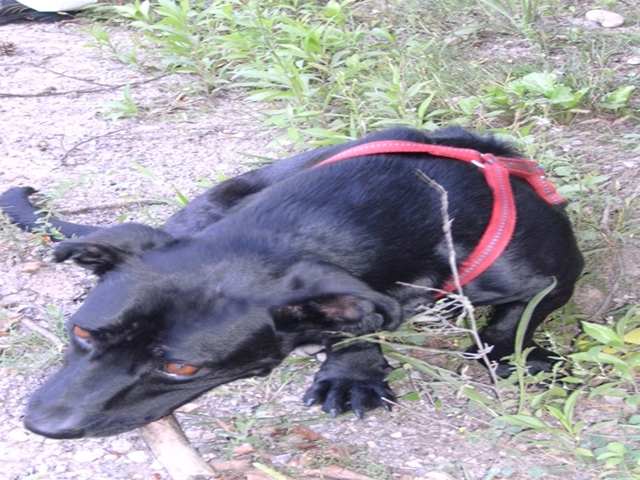 s_s_PICT0154.JPG