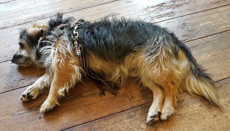 IMG-20170526-WA0022 klein.jpg