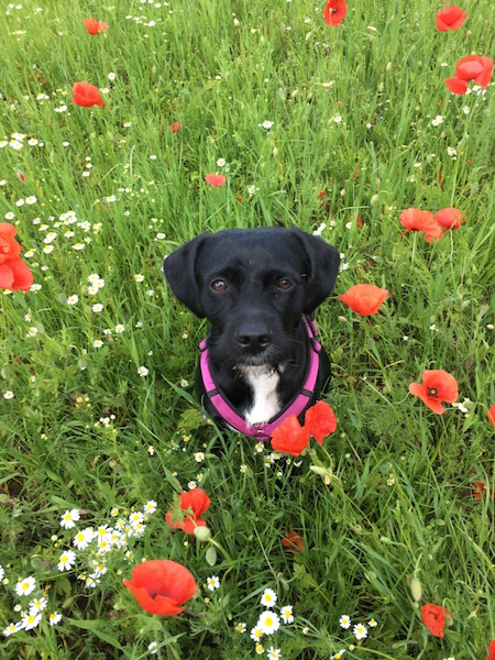 Mo Klatschmohn.jpg
