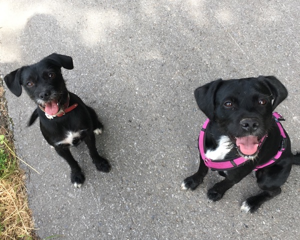 Mo&Sugar Juni2017.jpg