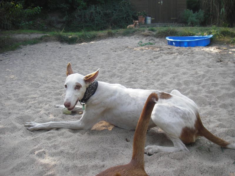 RAIXA im Sand1.jpg
