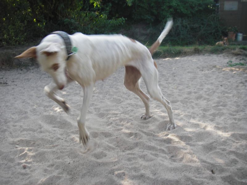 RAIXA im Sand2.jpg