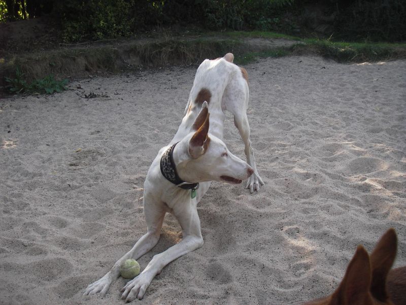 RAIXA im Sand3.jpg