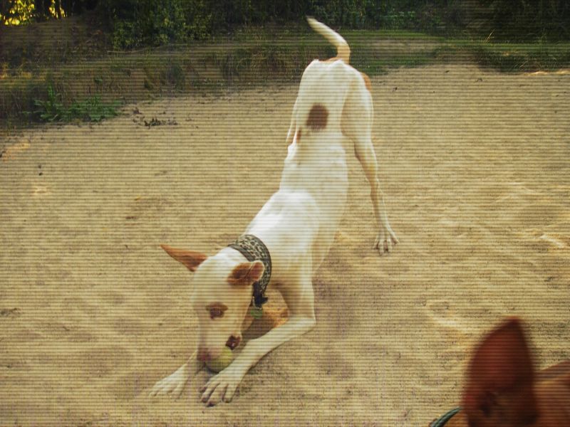 RAIXA im Sand4.jpg