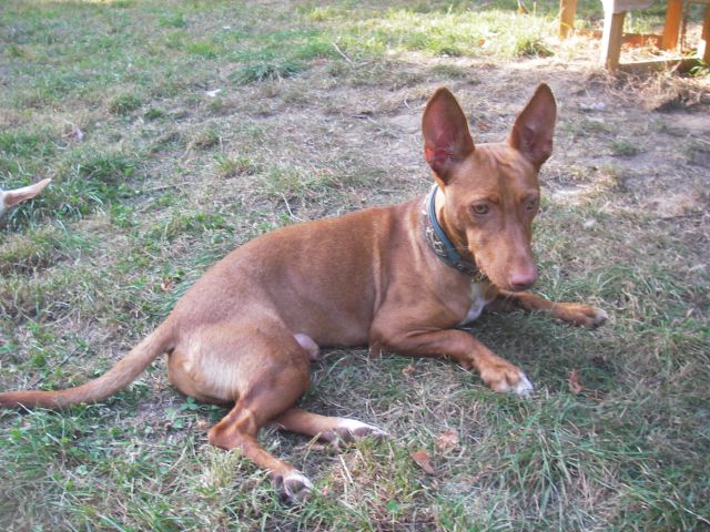 Bossi im Garten.jpg