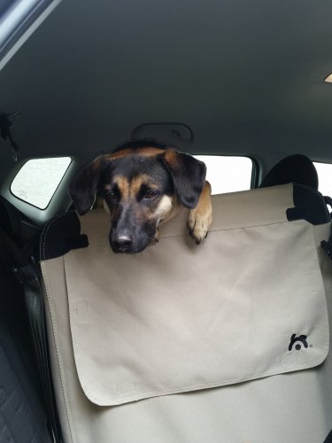 Neugierig im Auto.jpg