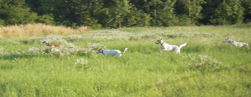 RAIXA auf der Wiese2.jpg