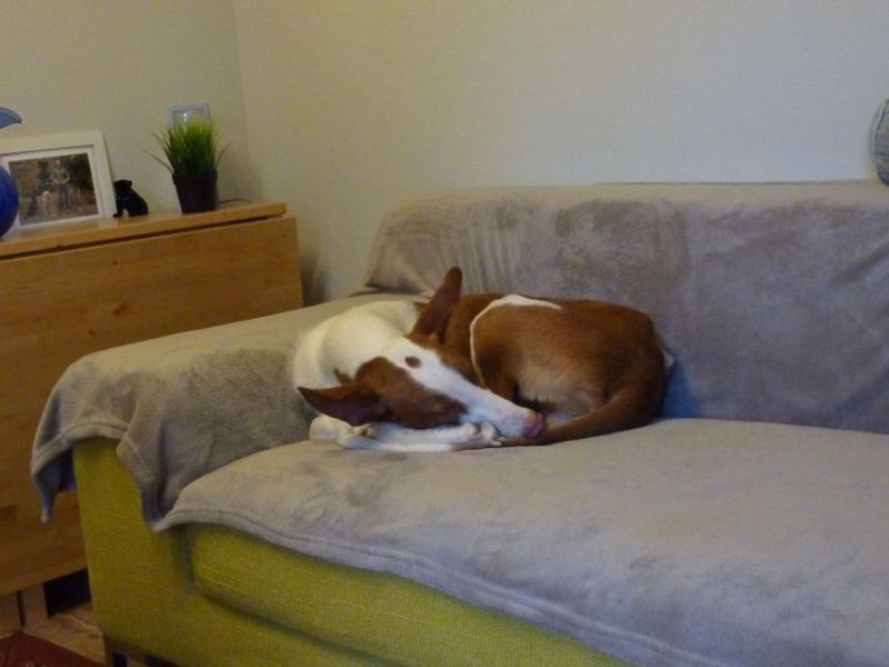 01 Hundesofa.jpg