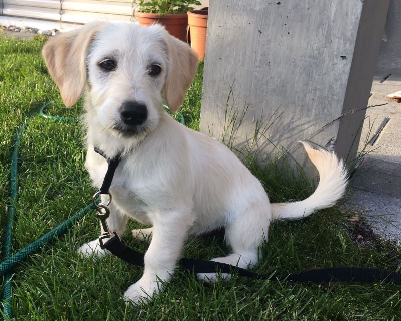 Pepper 10.jpg