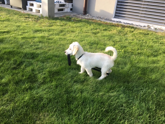 Pepper 11.jpg