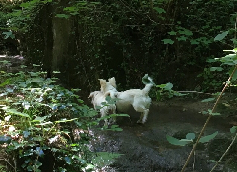 Snoopy und Pepper 2.jpg