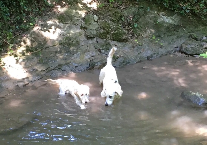 Alle Peanuts sind Wasserratten!