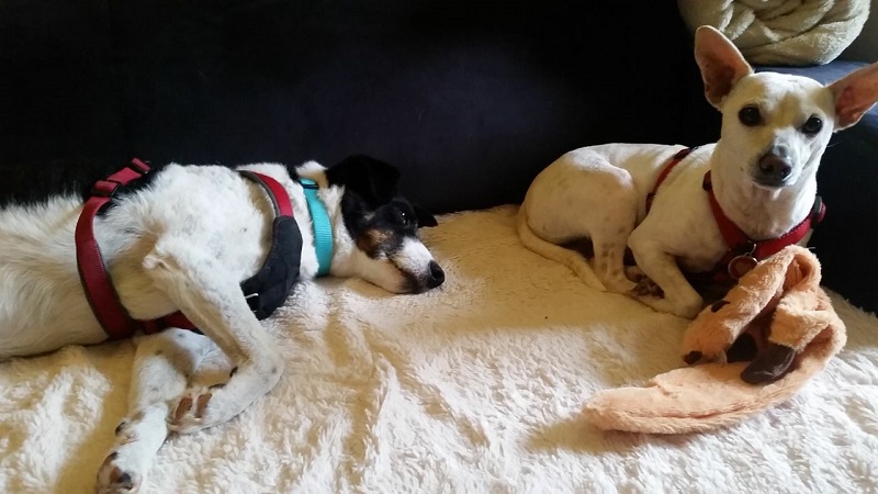 Am liebsten kuschele ich nach wie vor mit meinem Freund Lucky