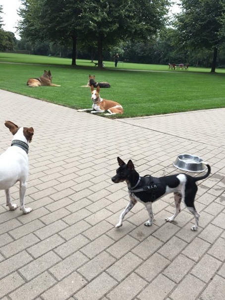 Jordi auf der Hundewiese.JPG