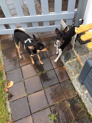 Jordi mit seinem neuen Hundekumpel Nr. 1.JPG