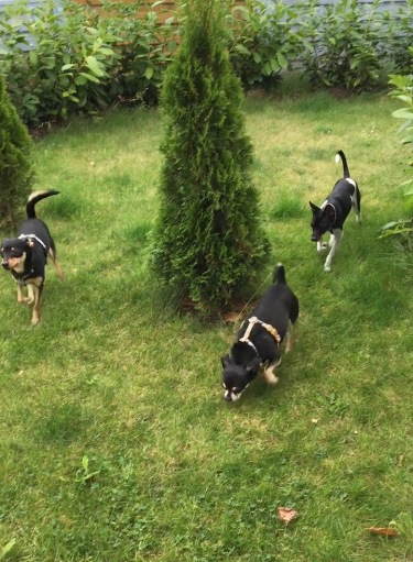 Jordi mit seinen zwei neuen Hundekumpels.jpg