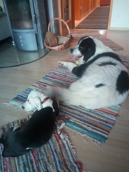 Emma und Biene (2).jpg