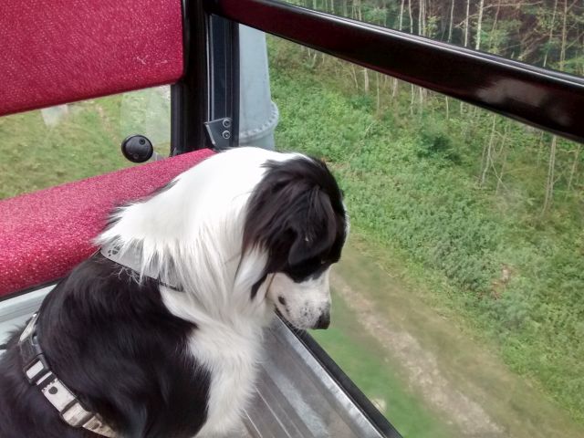 Murphy Gondel.jpg