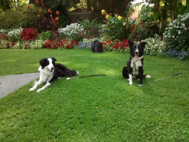 Murphy und Mira Blumen.jpg