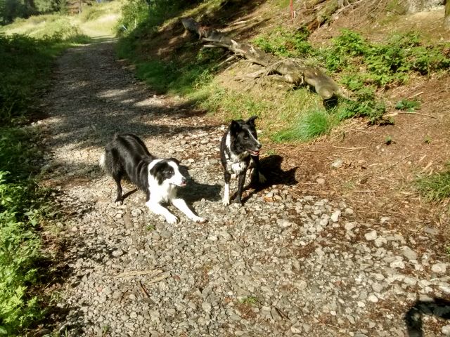 Murphy und Mira Freunde.jpg