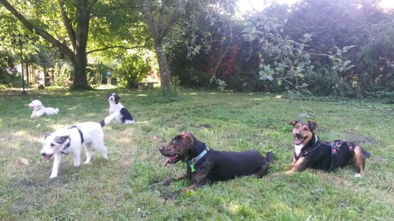 Hundetreffen.jpg