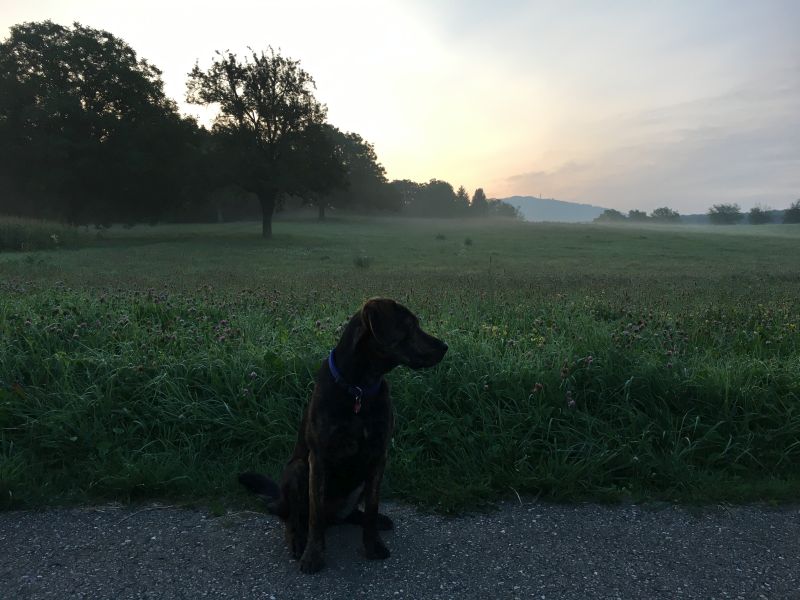 Alma-morgens-Blauen.jpg