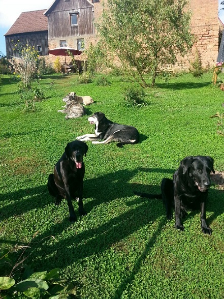 Hunde_resized.jpg