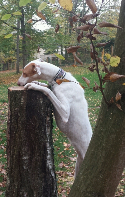 20171026_163601-1_crop_401x629.jpg