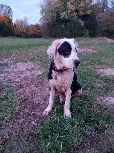 nur ein dreckiger Hund ist ein glücklicher Hund.jpg