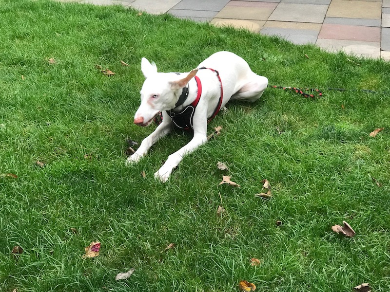 Das Wetter noch schnell genießen.jpg