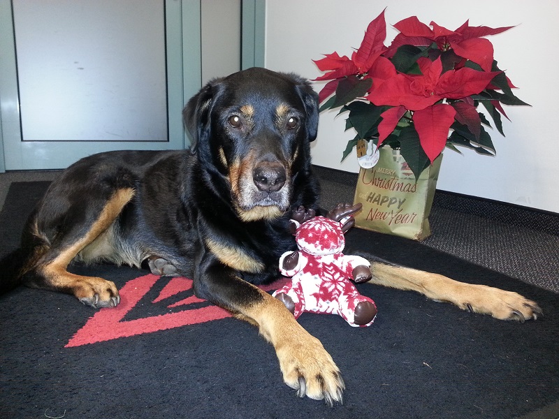 Weihnachts-Anka.jpg